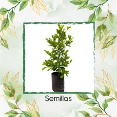 GENERICO - 25 Semillas De Dulcificu O Fruto Milagroso Para La Siembra