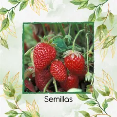 GENERICO - 250 Semillas Orgánicas De Fresa