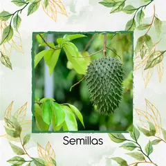GENERICO - 3 Semillas Orgánicas De Fruta Guanábana