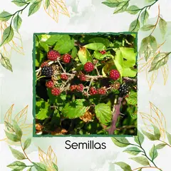 GENERICO - 4.000 Semillas Orgánicas De Mora