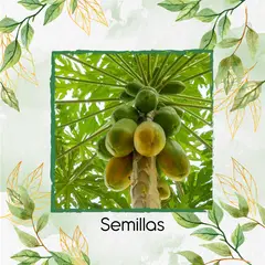 GENERICO - 25 Semillas Orgánicas De Papaya
