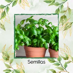 GENERICO - 1.000 Semillas Orgánicas De Albahaca