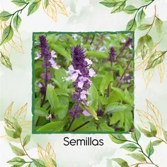 GENERICO - 1.250 Semillas Orgánicas De Albahaca Canela