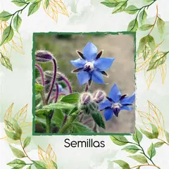 GENERICO - 100 Semillas Orgánicas De Borraja