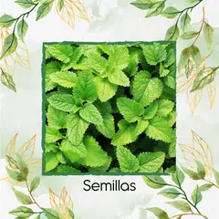 GENERICO - 200 Semillas Orgánicas De Hierbabuena