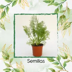 GENERICO - 2.000 Semillas Orgánicas De Hinojo