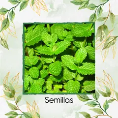 GENERICO - 50 Semillas Orgánicas De Menta