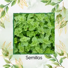 GENERICO - 2.000 Semillas Orgánicas De Orégano
