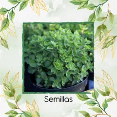 GENERICO - 2.400 Semillas Orgánicas De Orégano Italiano