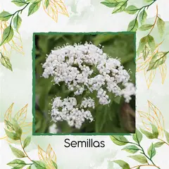 GENERICO - 9 Semillas Orgánicas De Valeriana