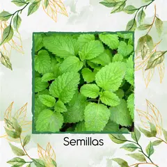 GENERICO - 100 Semillas Orgánicas De Toronjil