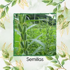 GENERICO - 3.750 Semillas Orgánicas De Ajonjolí