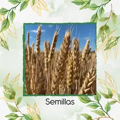 GENERICO - 200 Semillas Orgánicas De Trigo