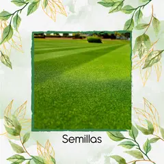GENERICO - 150.000 Semillas De Grama Decorativa Red Bermuda