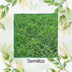 GENERICO - 15.000 Semillas De Grama Decorativa Bermuda Grass