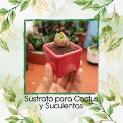 GENERICO - Sustrato Para Orquídeas X 16 Litros