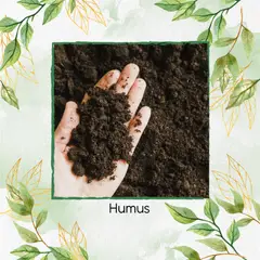 GENERICO - Humus X 4 Litros