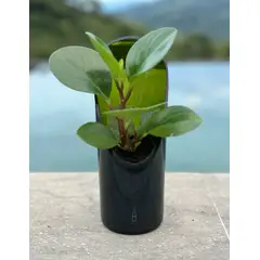 GENERICO - Matera Gles con planta - Fabricada a partir de botellas recuperadas
