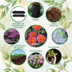 GENERICO - 70 Semillas De Flor Margarita Africana Mix + Kit De Siembra