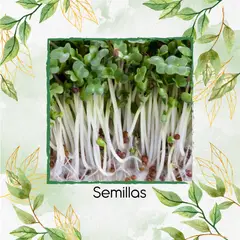 GENERICO - Semillas De Brócoli Italiano Para Germinados X 1 Libra