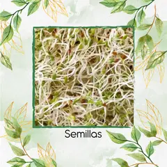 GENERICO - Semillas De Alfalfa Orgánica Premium Para Germinados X Libra