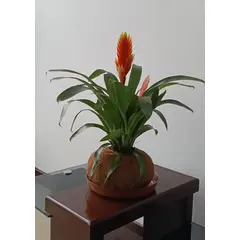 GENERICO - BROMELIA EN KOKEDAMA