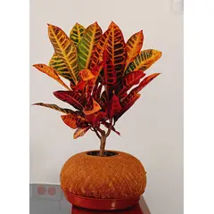 GENERICO - CROTO EN KOKEDAMA NATURAL