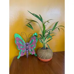 GENERICO - PALMITOS EN KOKEDAMA