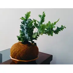 GENERICO - HELECHO AZUL EN KOKEDAMA