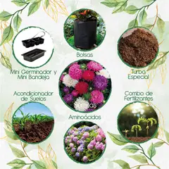 GENERICO - 100 Semillas De Flor Aster + Kit De Germinación