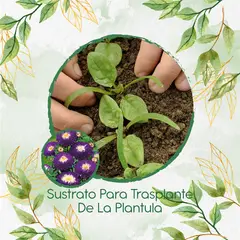 GENERICO - Sustrato Para Trasplante De Flor Aster Para Ramos