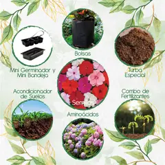 GENERICO - 50 Semillas Orgánicas De Flor Besitos + Kit De Germinación