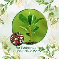 GENERICO - Fertilizante Para El Inicio De Flor Bellis Margarita