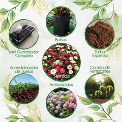 GENERICO - 300 Semillas De Flor Bellis Margarita + Kit De Germinación Especial