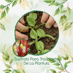 GENERICO - Sustrato Para Trasplante De Flor Boca De Dragón