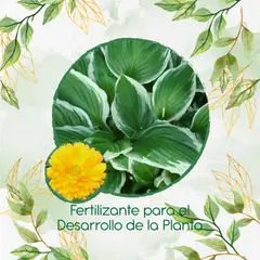 GENERICO - Fertilizante Para El Desarrollo De Flor Caléndula Amarilla
