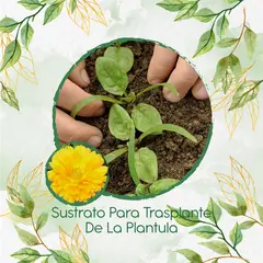 GENERICO - Sustrato Para Trasplante De Flor Caléndula Amarilla