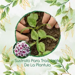 GENERICO - Sustrato Para Trasplante De Flor Clavel Del Poeta