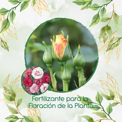GENERICO - Fertilizante Para La Floración De Clavel Granadina- Grenadin