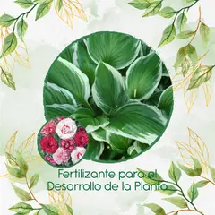 GENERICO - Fertilizante Para El Desarrollo De Clavel Granadina- Grenadin