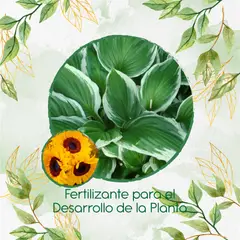 GENERICO - Fertilizante Para El Desarrollo De Flor Girasol Mix Amarillos