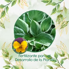 GENERICO - Fertilizante Para El Desarrollo De Flor Pensamiento Cornuta