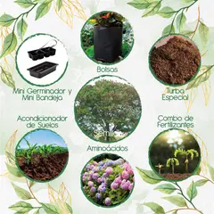 GENERICO - 200 Semillas Orgánicas De Árbol Acacia Forrajera + Kit De Germinación