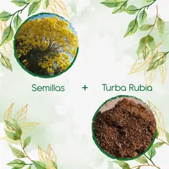 GENERICO - 150 Semillas De Árbol Chicala - Fresno + Turba De Germinación