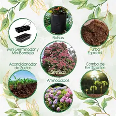 GENERICO - 100 Semillas Orgánicas De Chambimbe Jaboncillo + Kit De Germinación