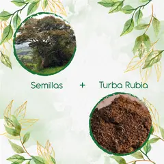 GENERICO - 30 Semillas De Árbol Encenillo + Turba De Germinación