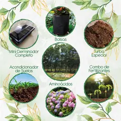 GENERICO - 40 Semillas De Árbol Eucalipto Pellita + Kit De Germinación Especial