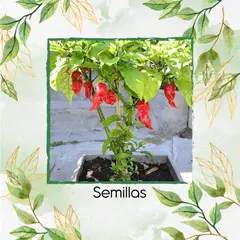 GENERICO - 200 Semillas Orgánicas De Aji Carolina Reaper