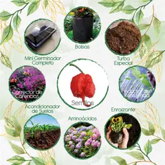 GENERICO - 20 Semillas De Ají Carolina Reaper + Kit Completo De Germinación