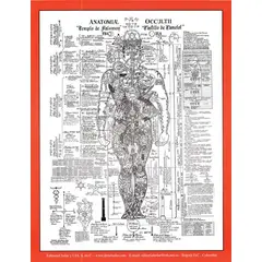 EDITORIAL SOLAR - LAMINA ANATOMIA OCULTA 475 x 615 cm